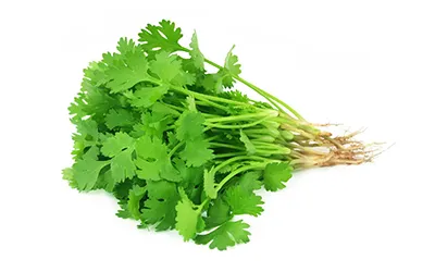 Coriander
