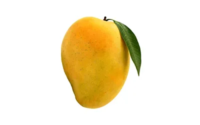 Mango Export